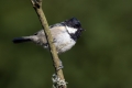 Ime datoteke=Meniscek_Coal_tit_35.jpg
Velikost datoteke=170KB
Dimenzija=900x600
Datum objave=22.12.2018 Meniscek_Coal_tit_35.jpg