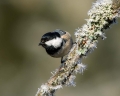 Meniscek_Coal_tit_37.jpg
