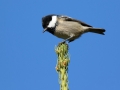 Meniscek_Coal_tit_40.jpg