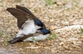 Mestna_lastovka_Hause_martin_Delichon_urbica_Lastovke_Hirundinidae_06.jpg