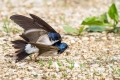 Mestna_lastovka_Hause_martin_Delichon_urbica_Lastovke_Hirundinidae_11.jpg