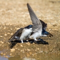 Mestna_lastovka_Hause_martin_Delichon_urbica_Lastovke_Hirundinidae_12.jpg