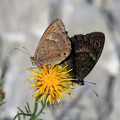 Metulj_Butterfly_15.jpg