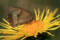 Metulj_Butterfly_20.jpg