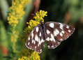 Metulj_Butterfly_22.jpg