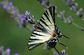 Metulj_Butterfly_31.jpg