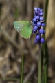 Metulj_Butterfly_39.jpg