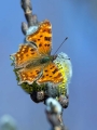 Metulj_Butterfly_44.jpg