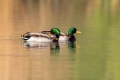Mlakarica_Mallard_11.jpg