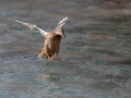 Mlakarica_Mallard_18.jpg