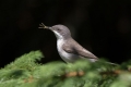 Mlinarcek_Lesser_whitethroat_13.jpg
