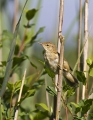 Mocvirska_trs_Marsh_warbler_Acrocephalus_palustris_Penice_Sylviidae_05.jpg