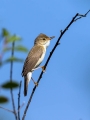 Mocvirska_trs_Marsh_warbler_Acrocephalus_palustris_Penice_Sylviidae_08.jpg