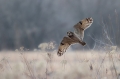 Mocvirska_uharica_Short_eared_owl_Asio_flammeus_Sove_Strigidae_01.jpg