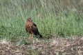 Mocvirski_lunj_Montagus_Harrier_Circus_pygargus_Orli_Orli_Accipitridae_20.jpg