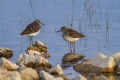 Mocvirski_martinec_Wood_sandpiper_Tringa_glareola_Kljunaci_Scolopacidae_11.jpg