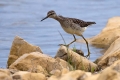Mocvirski_martinec_Wood_sandpiper_Tringa_glareola_Kljunaci_Scolopacidae_12.jpg