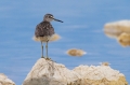 Mocvirski_martinec_Wood_sandpiper_Tringa_glareola_Kljunaci_Scolopacidae_13.jpg