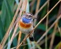 Modra_tascica_Bluethroat_Luscinia_svecica_Drozgi_Turdidae_01.jpg