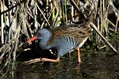 Mokoz_Water_rail_11.jpg