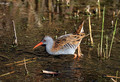 Mokoz_Water_rail_12.jpg