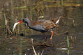 Mokoz_Water_rail_13.jpg