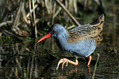 Mokoz_Water_rail_14.jpg
