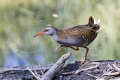 Mokoz_Water_rail_19.jpg