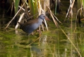 Mokoz_Water_rail_20.jpg