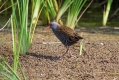 Mokoz_Water_rail_21.jpg