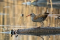 Mokoz_Water_rail_24.jpg