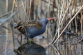 Mokoz_Water_rail_26.jpg