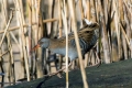 Mokoz_Water_rail_28.jpg