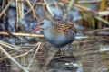 Mokoz_Water_rail_31.jpg