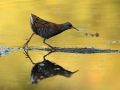 Mokoz_Water_rail_32.jpg