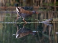 Mokoz_Water_rail_33.jpg