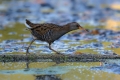 Mokoz_Water_rail_38.jpg