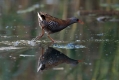 Mokoz_Water_rail_41.jpg