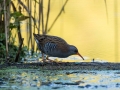 Mokoz_Water_rail_44.jpg