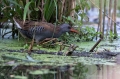 Mokoz_Water_rail_54.jpg