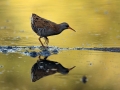 Mokoz_Water_rail_55.jpg