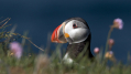 Mormon_Puffin_Fratercula_arctica_Njorke_Alcidae_22.jpg