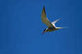 Navadna_cigra_Common_tern_07.jpg
