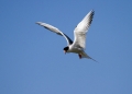 Navadna_cigra_Common_tern_09.jpg