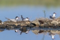 Navadna_cigra_Common_tern_11.jpg