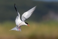Navadna_cigra_Common_tern_12.jpg