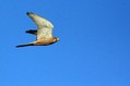 Navadna_postovka_Common_kestrel_09.jpg