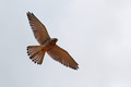Navadna_postovka_Common_kestrel_10.jpg