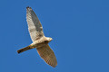 Navadna_postovka_Common_kestrel_13.jpg