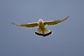 Navadna_postovka_Common_kestrel_17.jpg